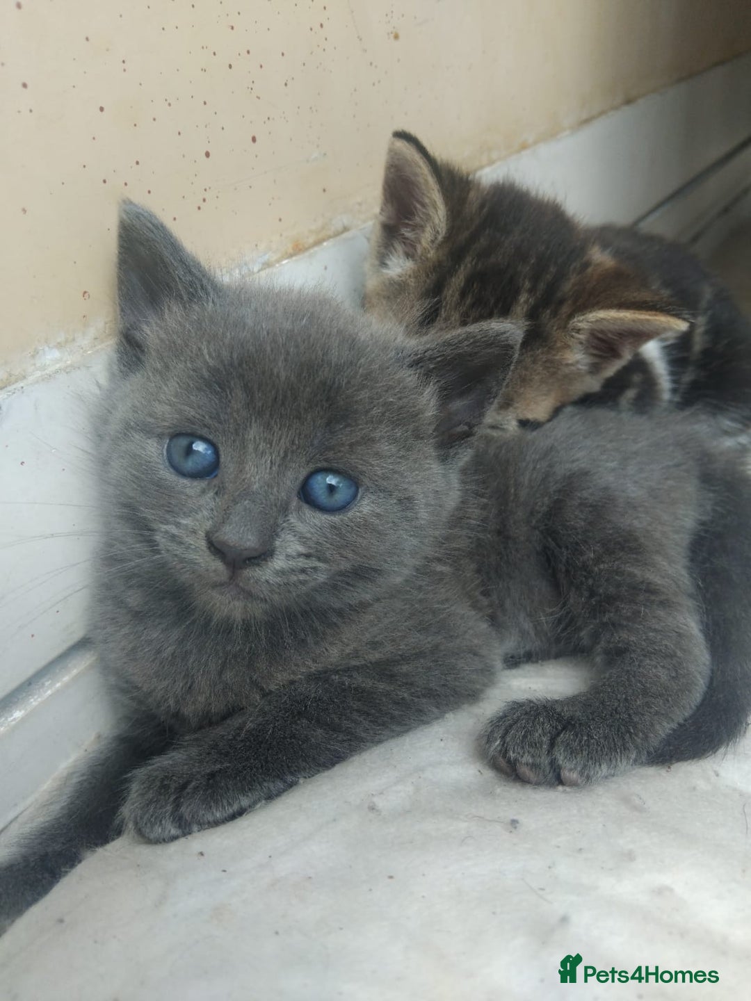 British Shorthair cats for sale: Bsh tabby mix - Image 1