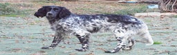 English Setter dogs for adoption: Kindra - Advert 5
