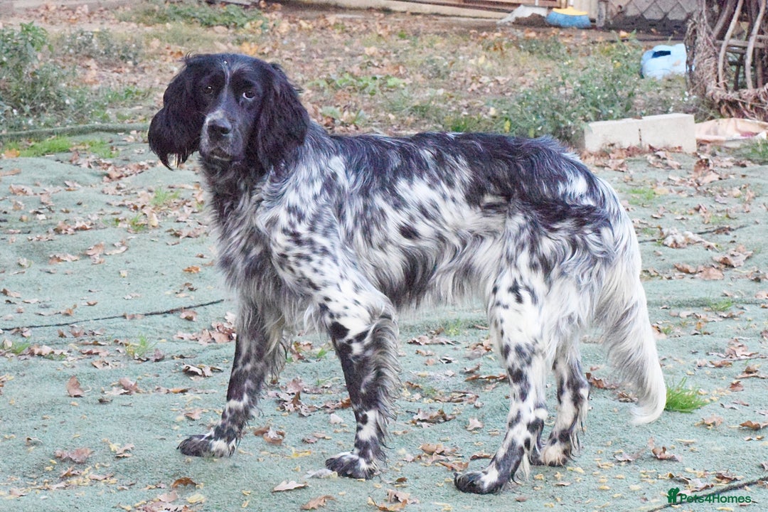 English Setter dogs for adoption: Kindra - Image 5