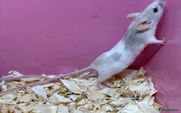 Mouse rodents for sale: Female baby mice ready now  - Image 19