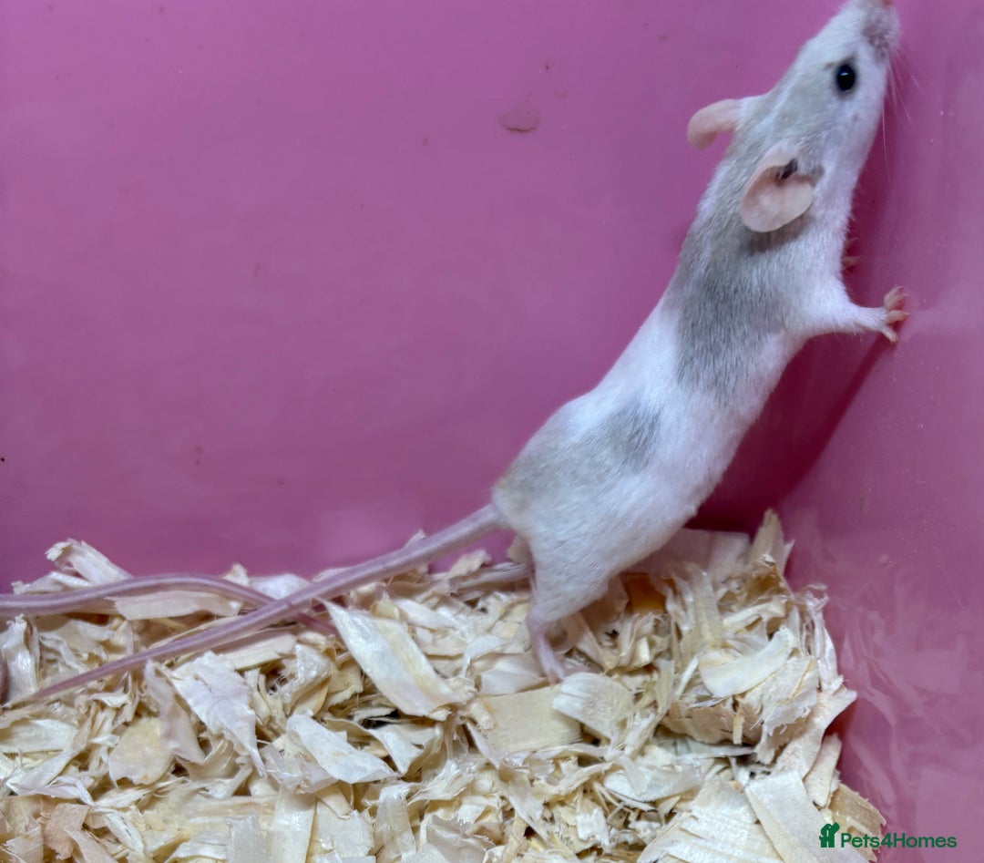 Mouse rodents for sale: Female baby mice ready now  - Image 19