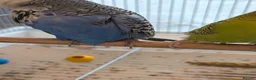 Budgerigars birds for sale: Selling 2 Male Budgies + Cage & Accessories 🐦 in Greenford - Advert 5