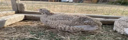 Quail poultry for sale: Piebald and Mixed Colours Coturnix Quails  - Advert 5