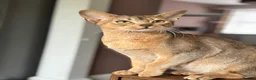 Abyssinian cats for sale: Everybody’s favourite 🤍 - Advert 11