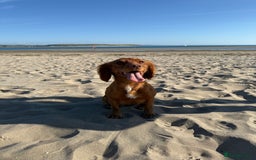 Cocker Spaniel dogs for sale: ✨ KC Registered Working Cocker Spaniel Puppies ✨ - Image 15