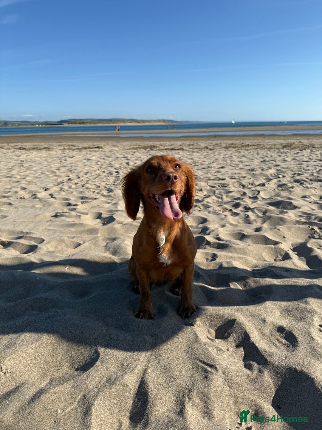 Cocker Spaniel dogs for sale: ✨ KC Registered Working Cocker Spaniel Puppies ✨ - Image 15