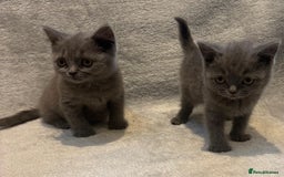 British Shorthair cats for sale: British short hair kittens  - Image 8