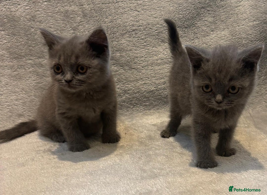 British Shorthair cats for sale: British short hair kittens  - Image 8