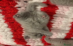 British Shorthair cats for sale: GCCF British Shorthair Kittens – Champion Lines - Image 6