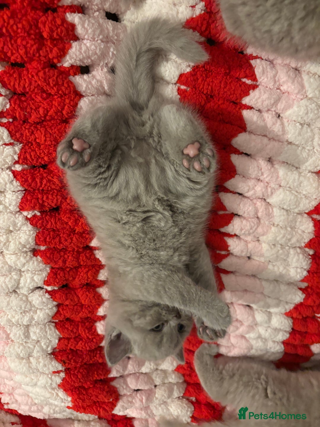 British Shorthair cats for sale: GCCF British Shorthair Kittens – Champion Lines - Image 6