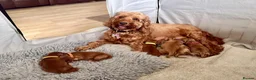 Cockapoo dogs for sale: 6 beautiful cockerpoo puppies 3 girls and 3 boys  in Saltash - Advert 3