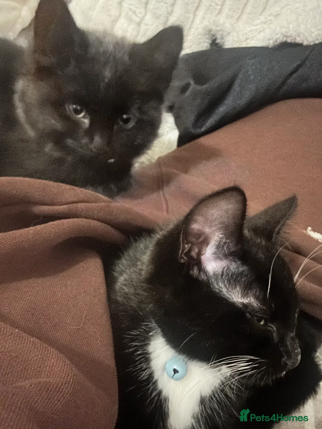 Mixed Breed cats for sale: 2 male kittens - Advert 3