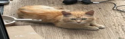 Bengal cats for sale: Bengal Cross - 2 ginger - One Black - One Grey  - Advert 7