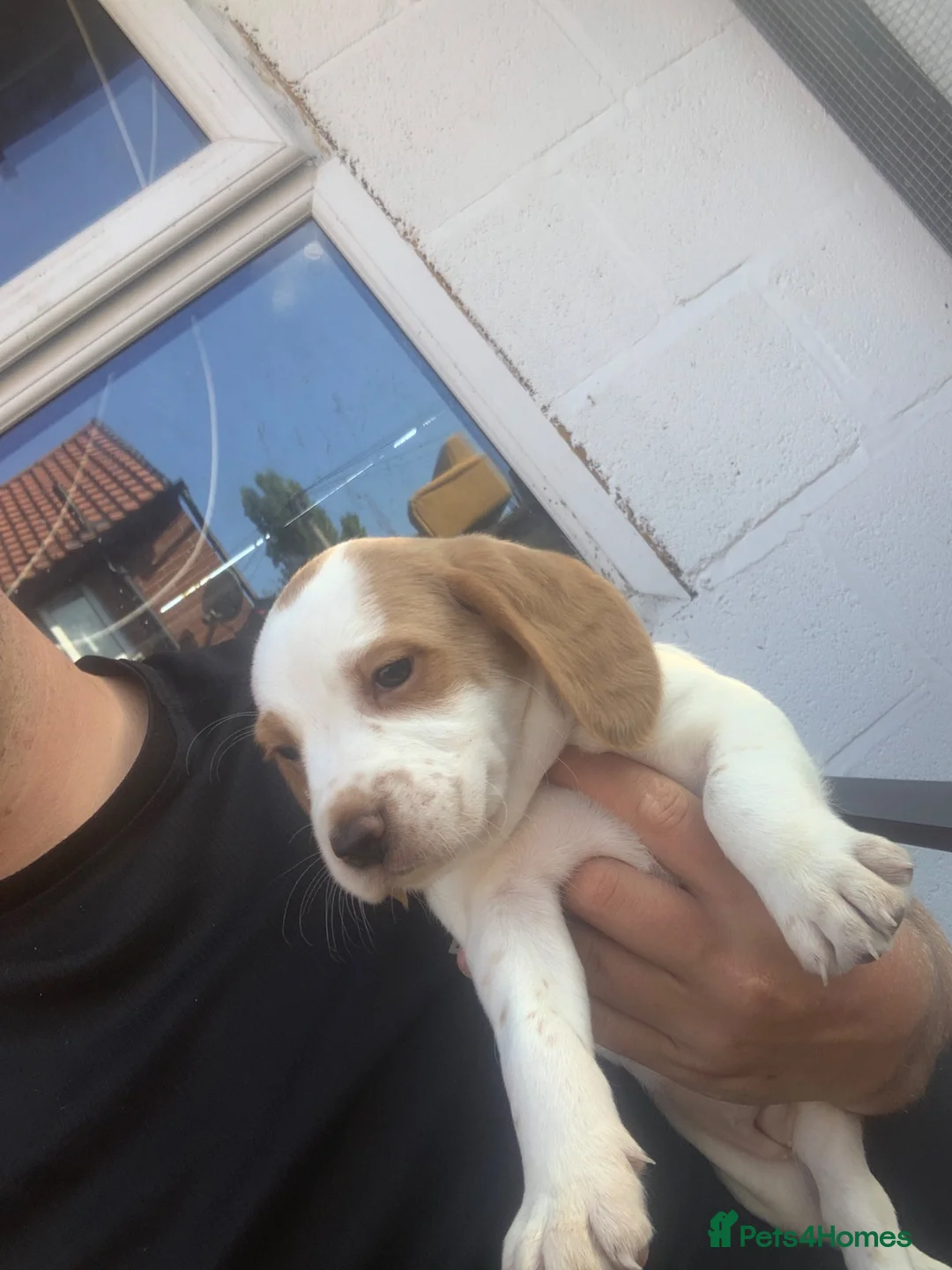 Bocker dogs for sale: Bocker pups - Advert 1