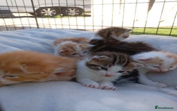 Mixed Breed cats for sale: Fore sale 120 - Image 1