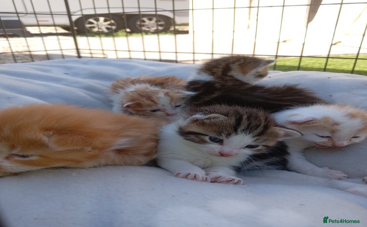 Mixed Breed cats - Advert 15