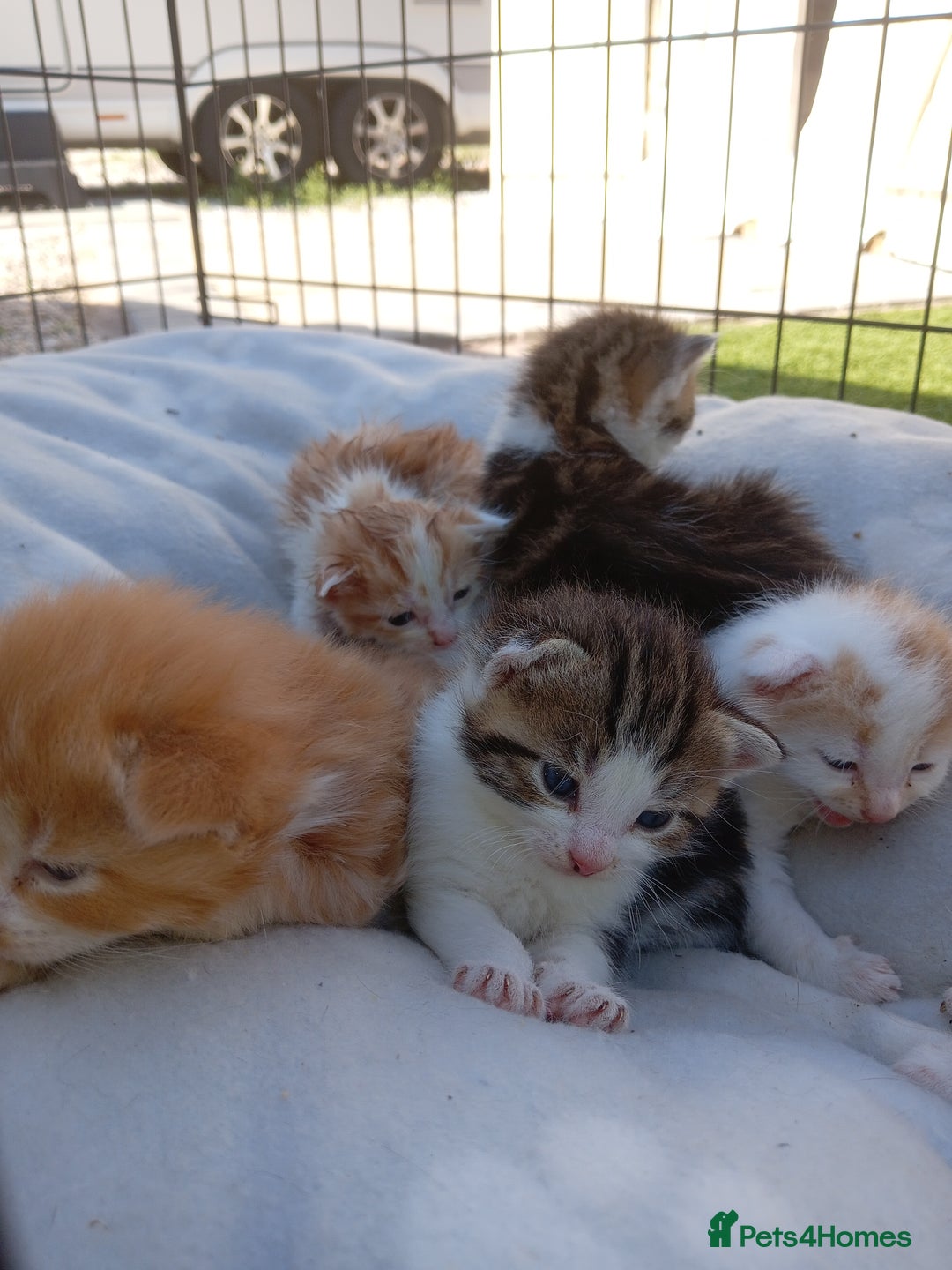Mixed Breed cats for sale: Fore sale 120 - Image 1