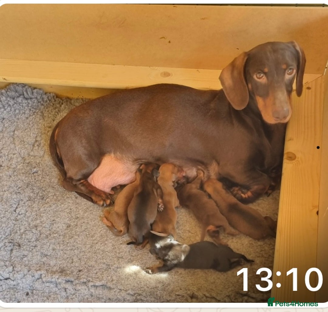 Dachshund dogs for sale: STUNNING KC REG STANDARD DACHSHUNDS  - Advert 5
