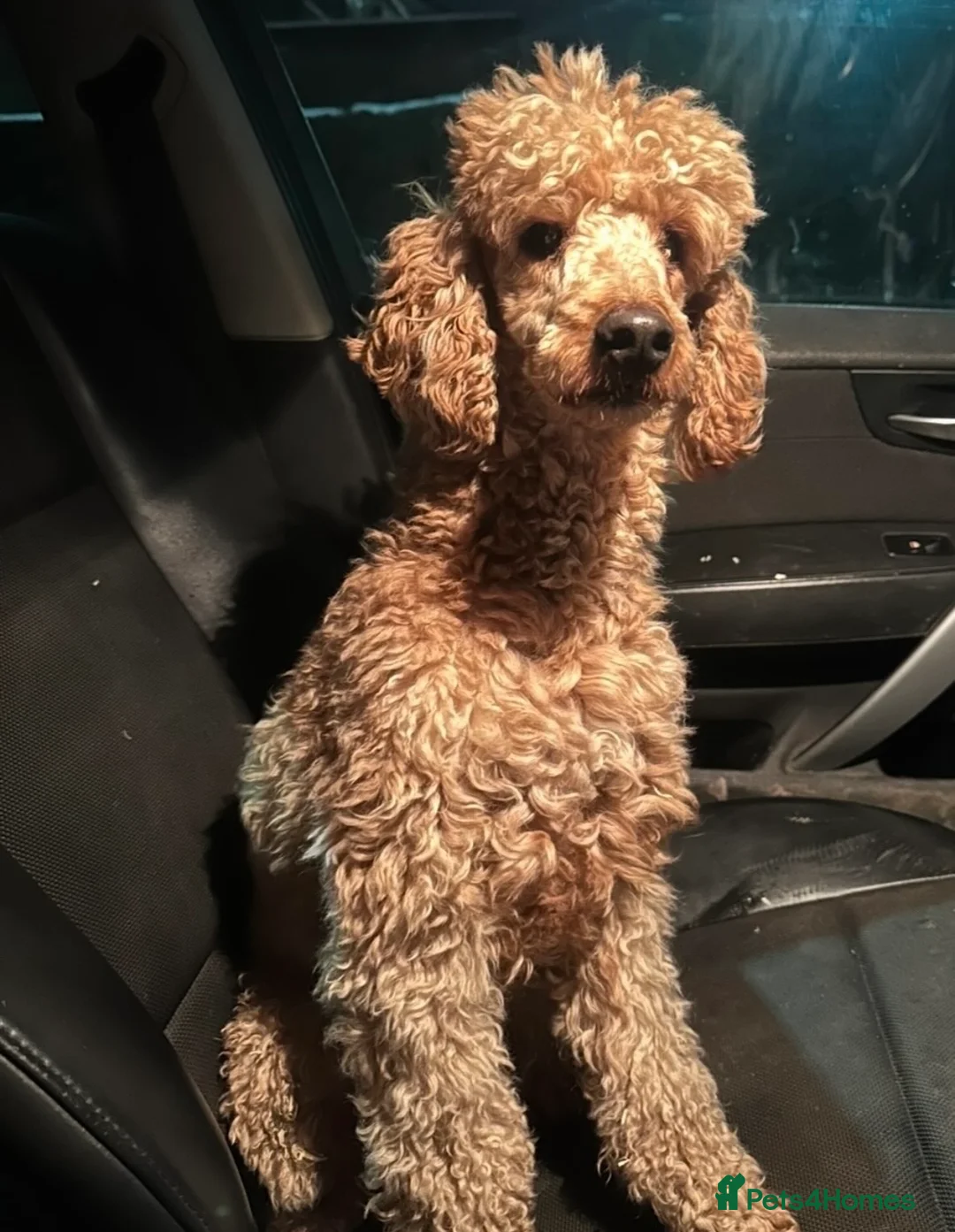 Cockapoo dogs for sale: Adorable Cockapoos’s looking for family homes - Advert 9