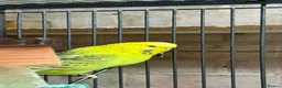 Budgerigars birds for sale: Two Friendly Female Budgies for Sale - Advert 1