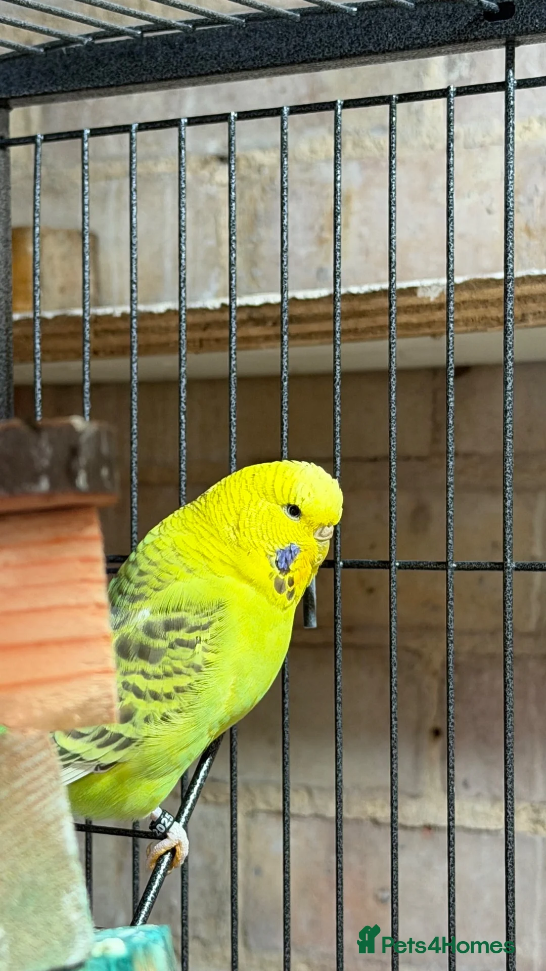 Budgerigars birds for sale: Two Friendly Female Budgies for Sale - Advert 1
