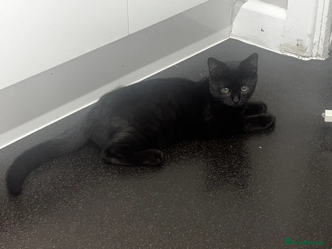 British Shorthair cats for sale: Super sweet Male kitten - Advert 2