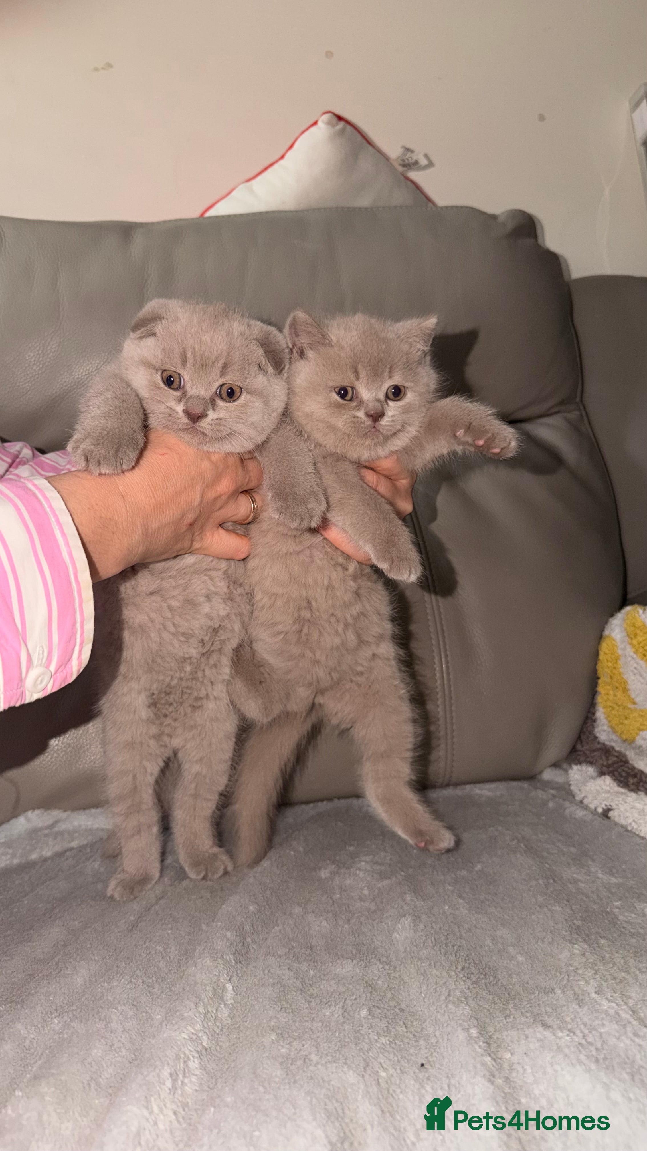 British Shorthair cats British Short hair and Scotish Fold - Advert 15