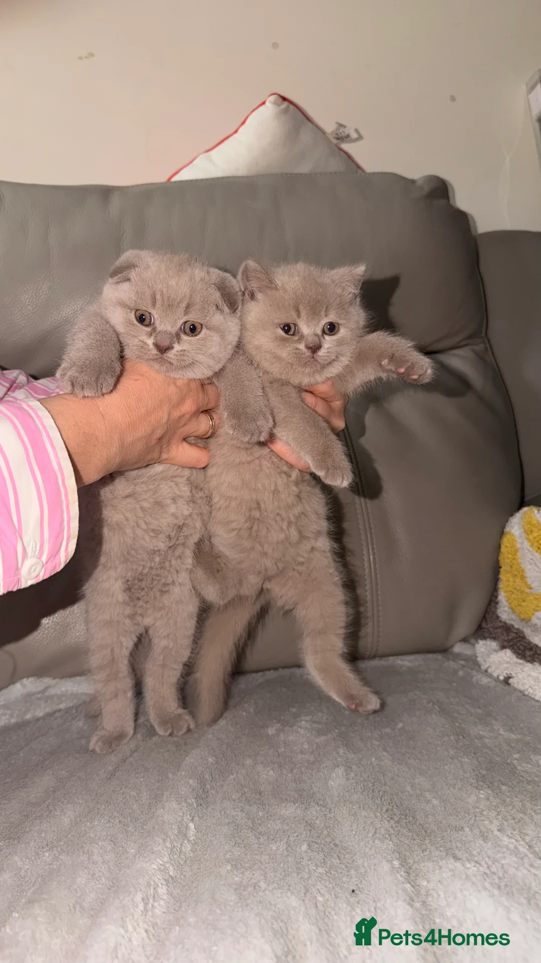 British Shorthair cats for sale: British Short hair and Scotish Fold - Advert 6