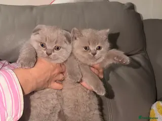 British Shorthair cats British Short hair and Scotish Fold - Advert 15