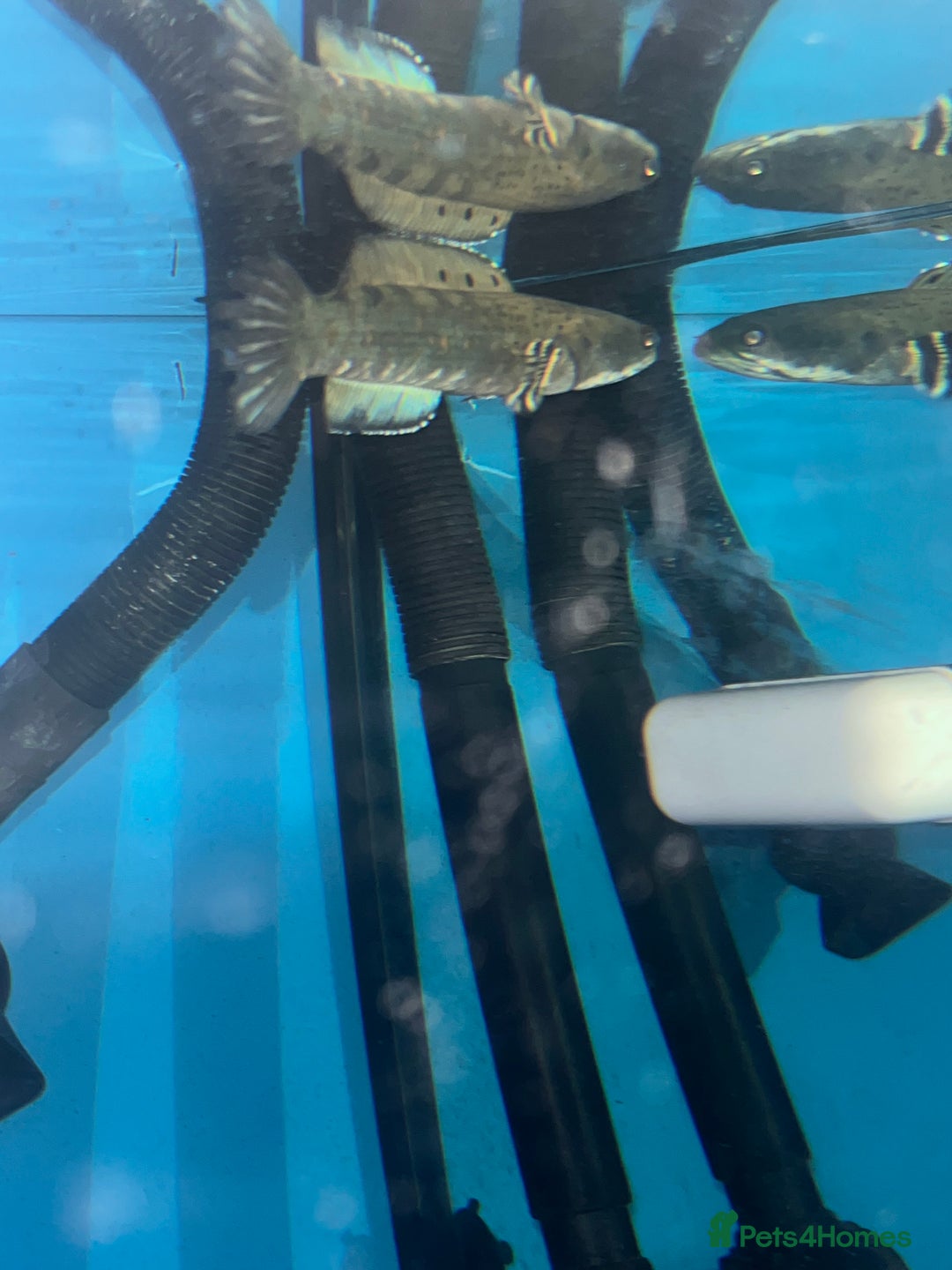Other/Mixed Breed fish for sale: Snakehead and 2 parrot Cichilds - Image 3