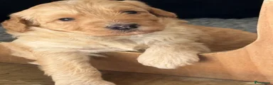 Labradoodle Puppy 4