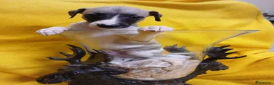 Whippet 1
