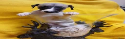 Whippet dogs for sale: Quality kc registered whippet puppies - Advert 8