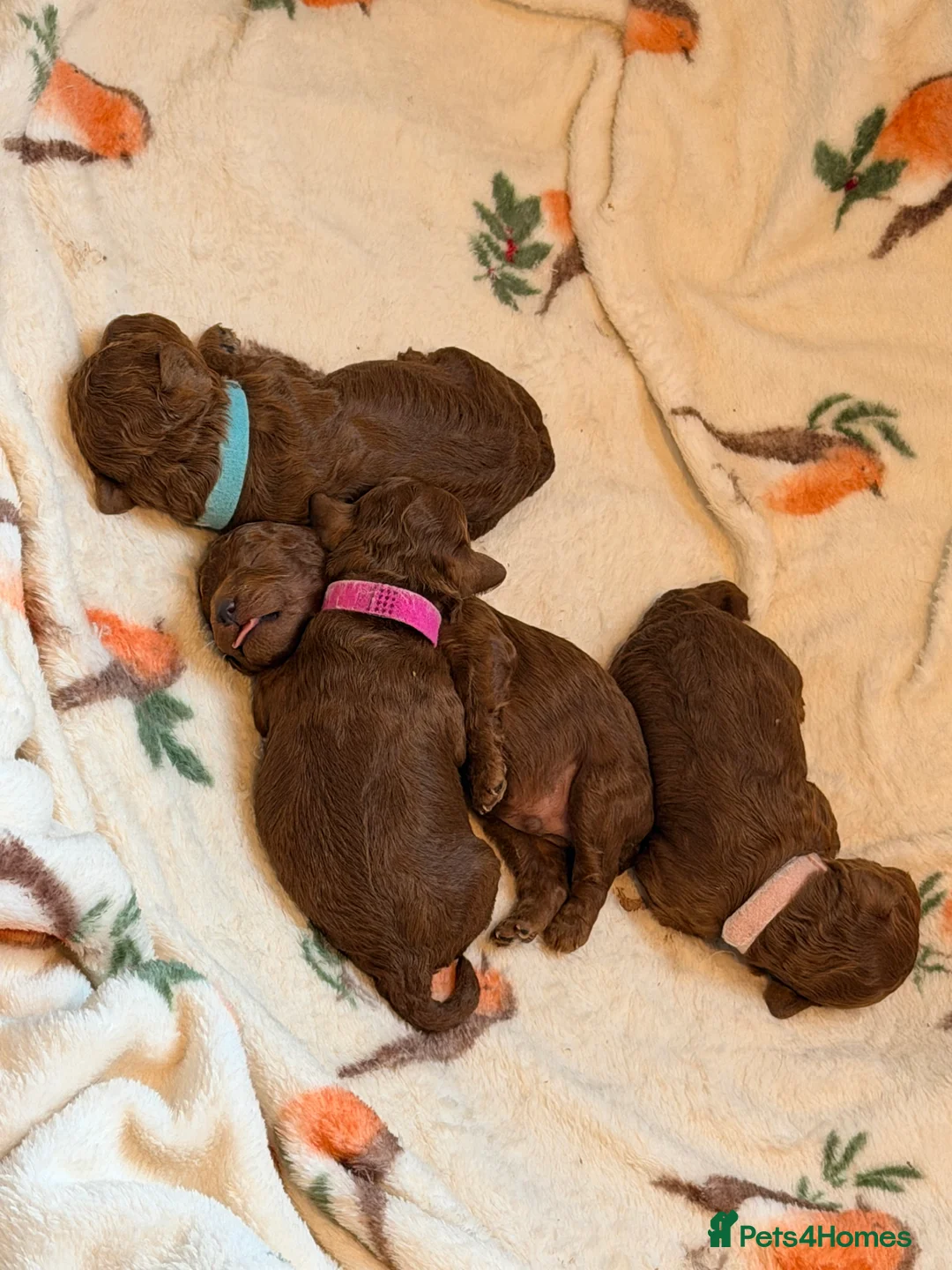 Cavapoo dogs for sale: Fox Red Cavapoo F1B  - Advert 1