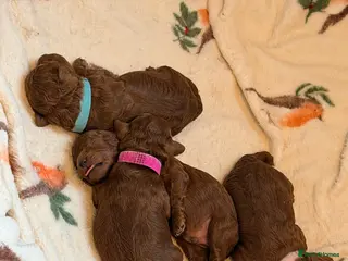 Cavapoo dogs Fox Red Cavapoo F1B - Advert 3