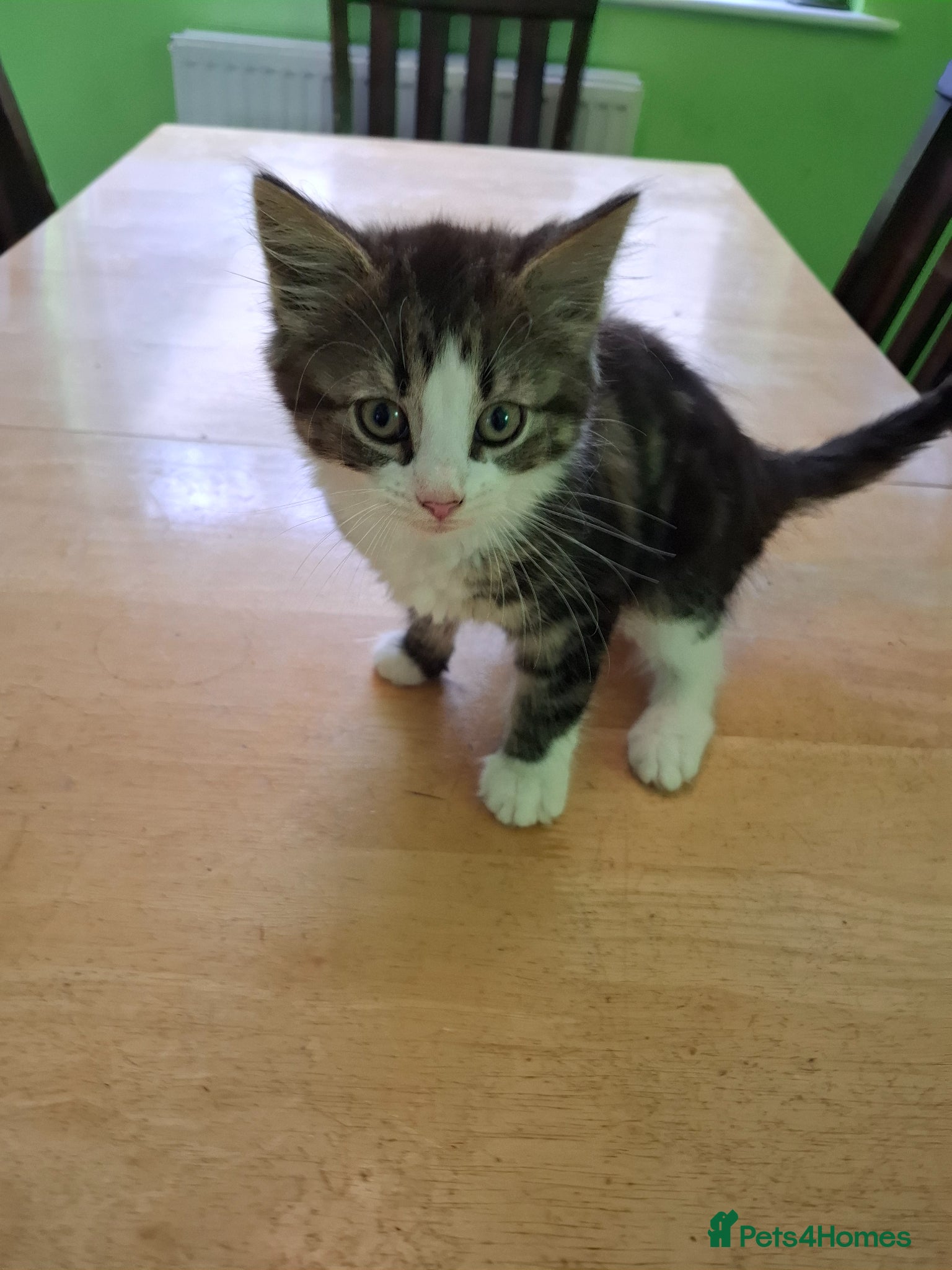 Mixed Breed cats for sale: Six 9 week old Kittens   - Advert 18