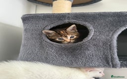 Turkish Angora cats for sale: 4 Beautiful Turkish Angora Mix Kittens - Image 22
