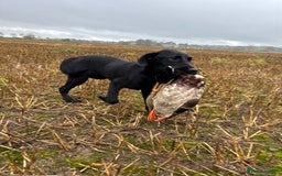 Labrador Retriever dogs for stud: Fully health tested working black Labrador  - Image 8