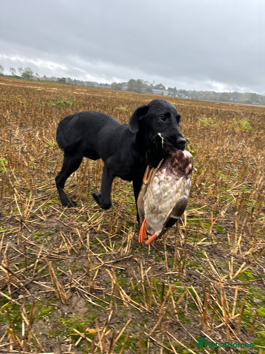 Labrador Retriever dogs for stud: Fully health tested working black Labrador  - Image 8