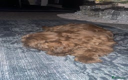 Shih Tzu dogs for sale: Bella  - Advert 2