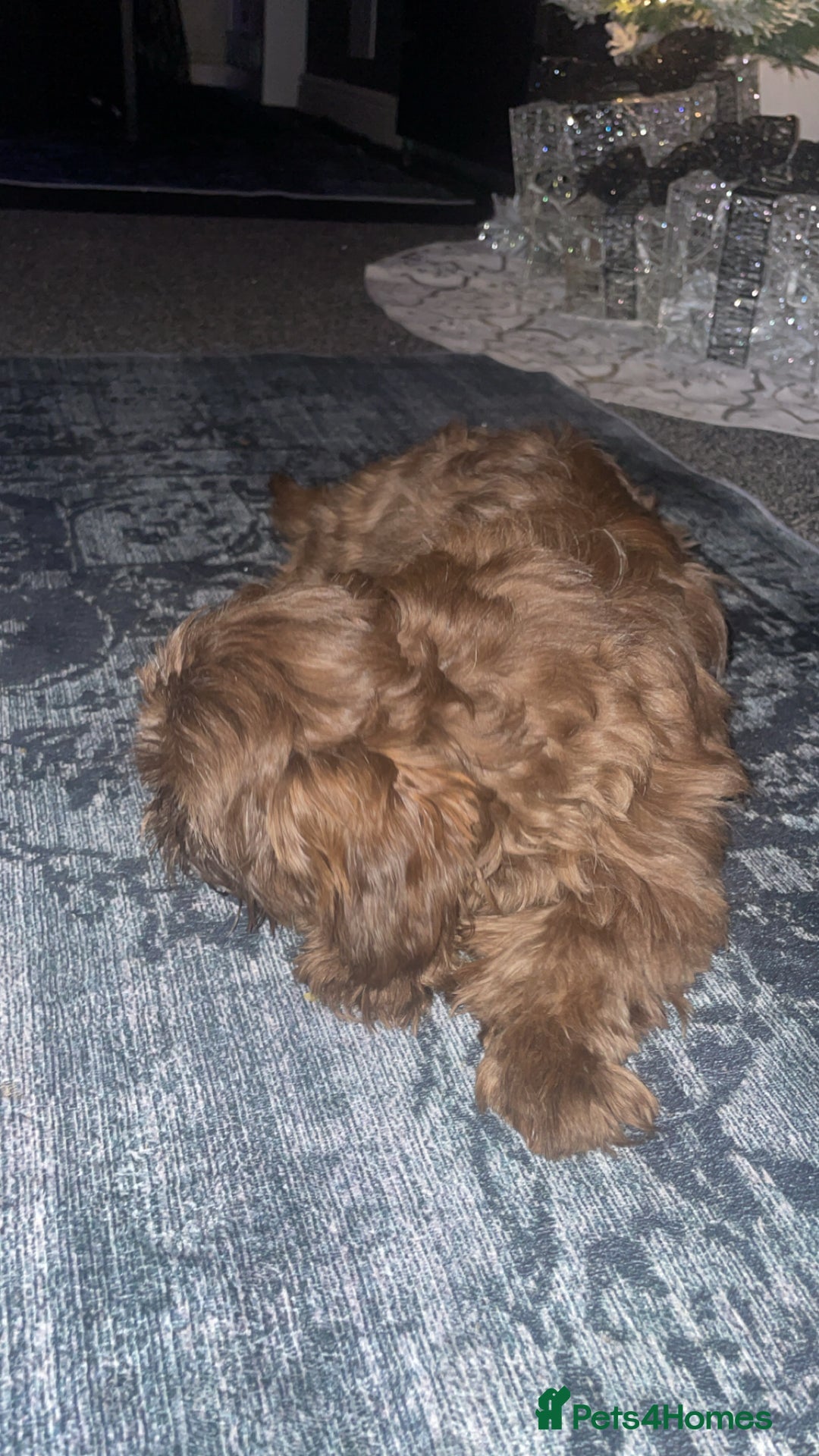 Shih Tzu dogs for sale: Bella  - Advert 2