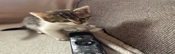 Mixed Breed cats for sale: Kittens  in Preston - Advert 4