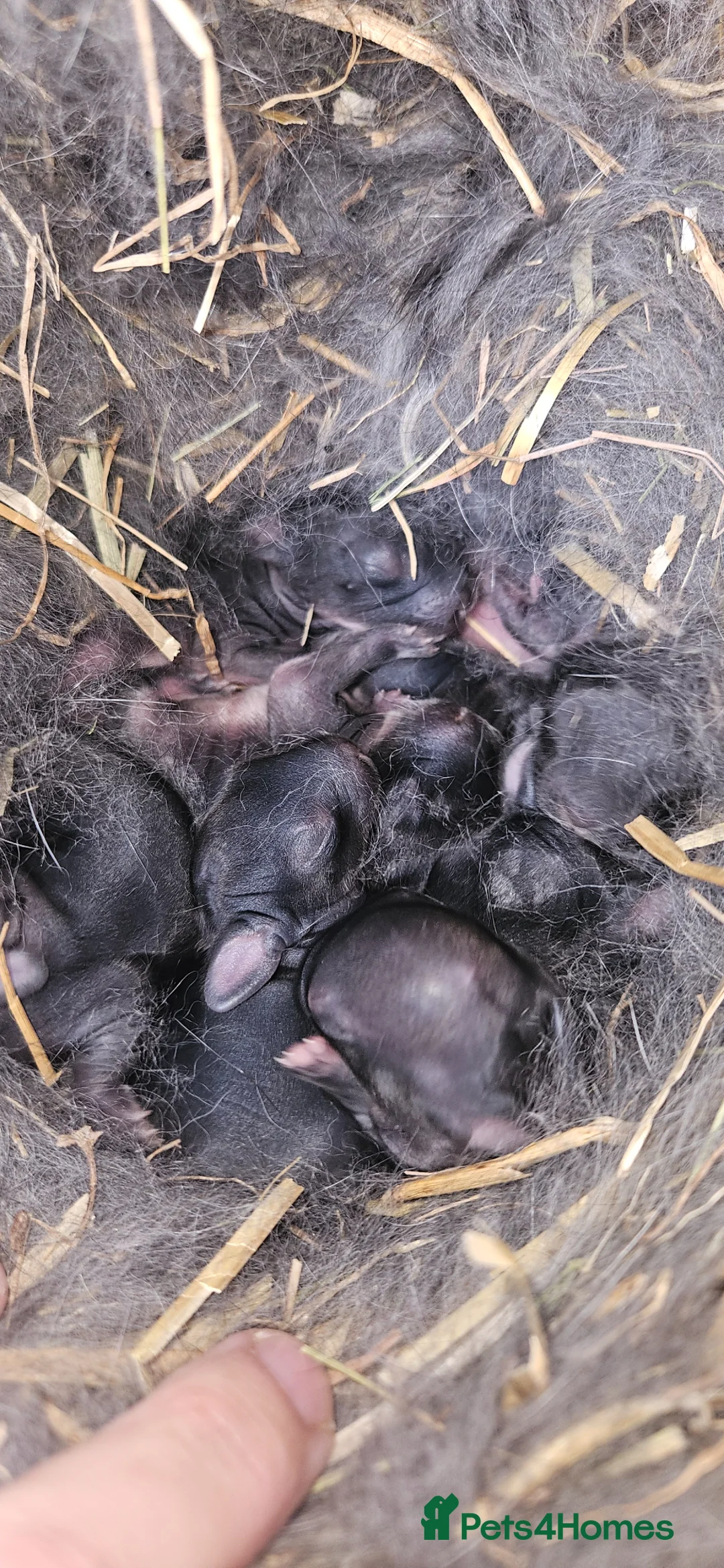 Mixed Breed rabbits for sale: Beautiful baby rabbits for sale in Prenton - Advert 13