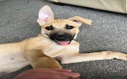 Mixed Breed dogs for sale: Loving puppy’s  - Image 2