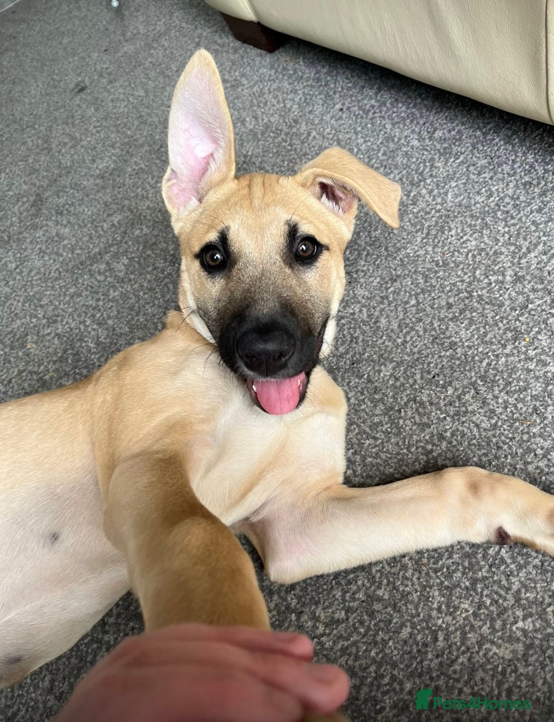 Mixed Breed dogs for sale: Loving puppy’s  - Image 2