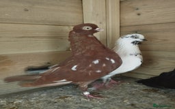 Pigeons birds for sale: Portuguese Tumblers  - Image 11