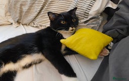 Scottish Fold cats for sale:  1 Tuxedo Scottish Fold Kitten Boy  in Manningtree - Image 1