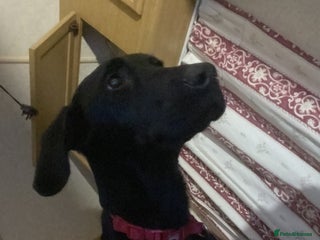 Mixed Breed dogs Hallie - Advert 1