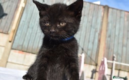 Mixed Breed cats for sale: 5 Mixed Kittens Ready In 2 Weeks - Image 5