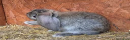 French Lop rabbits for sale: 10 beautiful show quality french lop kits  - Advert 16